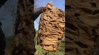 Nido di CALABRONI🐝