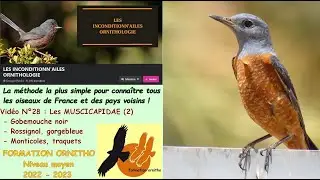 Oiseaux de France 28 : les Muscicapidae (deuxi&egrave;me partie)
