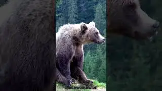 🏔️ Wilderness Encounters: Captivating Moments with a Mountain Bear and its Curious Cub 🌳🐻🏔️