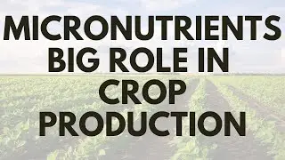 Micronutrients play a mighty big role in crop production
