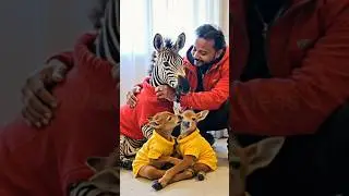 From Pain to Hope | Brave Man Saves Injured Zebra #zebra #animals  #rescue