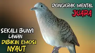 Perkutut Lokal Gacor Suara Super Besar (100%AMPUH BANGET) Cocok Untuk Pancingan Burung Perkutut