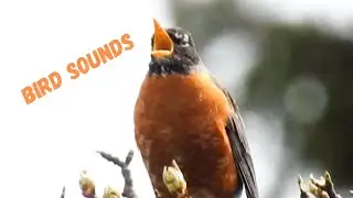 Wisconsin Backyard Birding - Birds Singing - #birds #birdsounds - Blue Jay Cardinal Robin Goldfinch