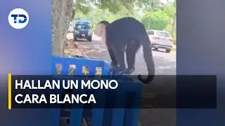 Hallan mono cara blanca en Escaz&uacute;