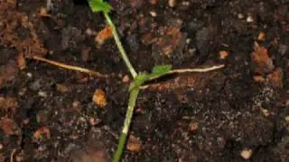 Citrosa Geranium Cutting Time-Lapse
