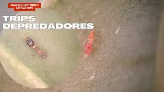 Trips depredadores Franklinothrips megalops