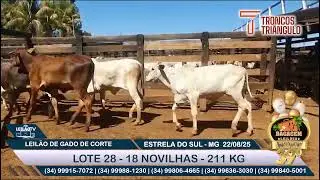 LOTE 28   18 NOVILHAS   211KG - LEIL&Atilde;O ESPECIAL DE ANIVERS&Aacute;RIO - BAGAGEM LEIL&Otilde;ES 39 ANOS - 22/08/25🐂