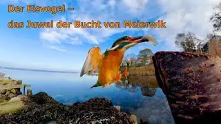Rettet den Eisvogel - das Juwel der Bucht von Meierwik
