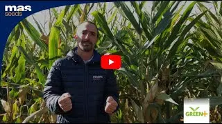 Les variétés GREEN+ | MAS Seeds