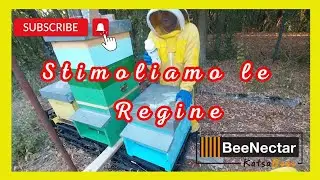 Apicoltura: Aumentare la deposizione delle Regine!