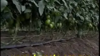 Manual del Tomate 2