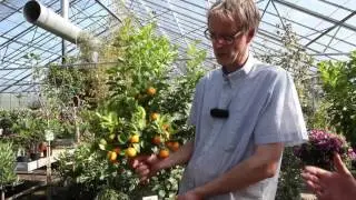 Der findes andet end citroner
