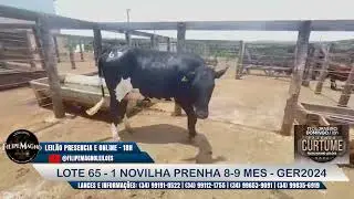 LOTE 65 - 1 NOVILHA PRENHA 8/9 MES GER2024 - LEIL&Atilde;O FAZENDA CURTUME - FILIPE MAGNO LEIL&Otilde;ES 11/01/26
