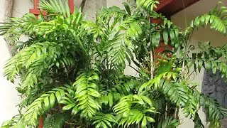🪴Planting bamboo palm seeds from Hawaii🪴