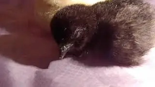 Baby chick sleeps and yawns |GARDENEQUE| A CHICK CALLED ALBERT|