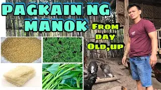 PAGKAIN NG MANOK FROM DAY OLD ,UP | FREE RANGE CHICKEN | BUHAY PROBINSYA