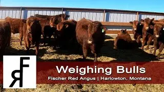 Weighing Yearling Red Angus Bulls | Feeding Round Bales with Tractor | Fischer Red Angus