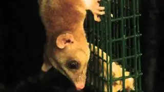 Woolly Opossum