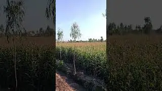 block entertainment video please YouTube video for you video viral #punjabisong #instablock