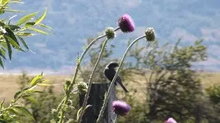 El Calafate #2 (Más allá de lagos y glaciares)
