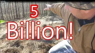5 Billion Pine Needles!