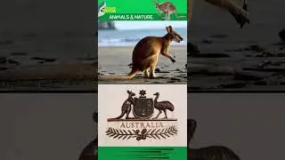 Hopping into Fascinating Trivia about Kangaroos #kangaroos  #animals  #australia #trivia
