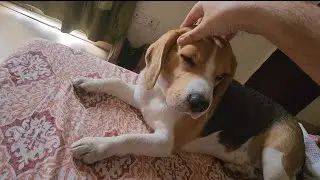 Beagle Boy relaxing Temple, Eye & Neck massage Must Watch....ASMR(NO talking)