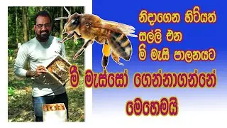 මී මැස්සෝ ගෙන්නගන්නේ මෙහෙමයි / @AgriView61