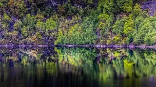 Forest sounds no copyright #subscribe #bestshortsever #youtubeshorts #nature