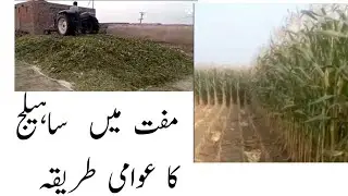 Economical Silage without Cobs.