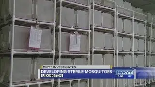 Developing sterile mosquitoes