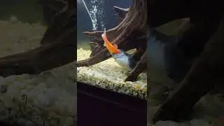 Small Fish Eats Big Fish! 😱