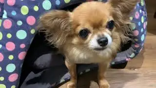 Bark and Bean 宠物咖啡