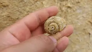 F&Oacute;SILES del Mioceno de  GUARDAMAR