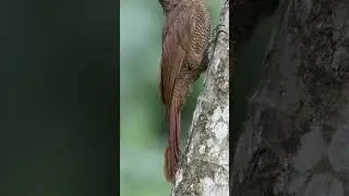 Northern Barred-Woodcreeper