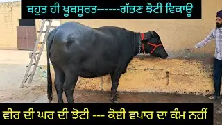 ਘਰੇਲੂ ਗੱਭਣ ਝੋਟੀ ਵਿਕਾਊ  77173-36062  one murah buffalo sale home breed 