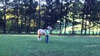 Chicilla short free lunging and riding session - BnF Horsem