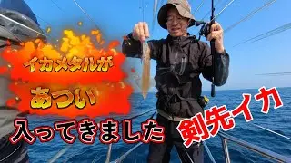 【イカメタル】があつい！　入ってきました剣先イカ！
