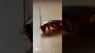 cockroach theory &ldquo;It doesn&rsquo;t harm.It just survives.&rdquo;. #animals #living #survival #earth