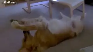 Funny Dogs Playing Fetch By Themselves Compilation 2014
