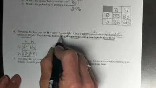Punnett Square Notes