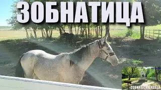 ZOBNATICA ERGELA 2022. I PARK  -  HORSE STABLE & PARK - LÓMÉN #zobnatica #horses