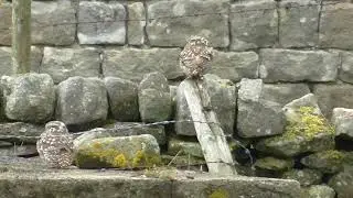 Two Little Owls 🦉 🦉 watching in the daytime