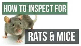 Quick Solutions: How to Inspect for Rats & Mice