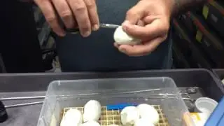 Lone Star Reptiles