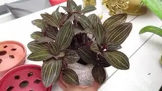 Orchids Collections/Garden Updates Nov 12, 2021