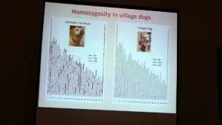 Adam Auton: A canine genetic map reveals a fundamentally different recombination landscape