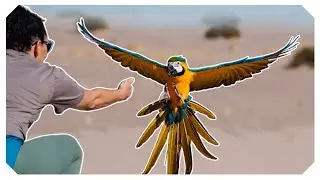 How to Start Training Your Parrot for Free Flight | @The Green Bird Brigade