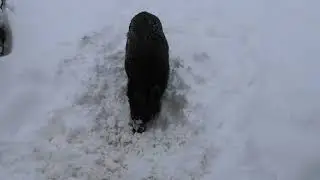 One WILD PIG SOW is completely unafraid, I can hardly leave the house