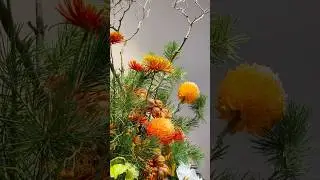 Chrysanthemum Show, Beihai Park #beijing #travel #history